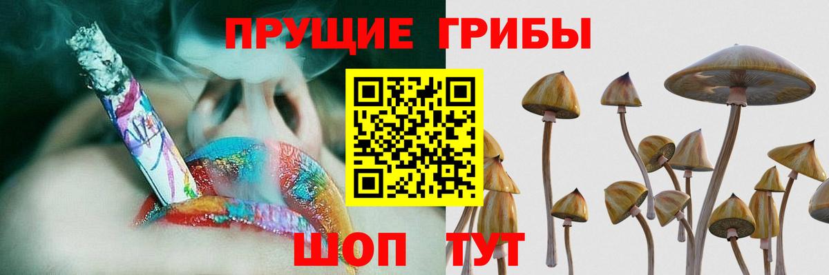 Галлюциногенные грибы Psilocybine cubensis Реутов